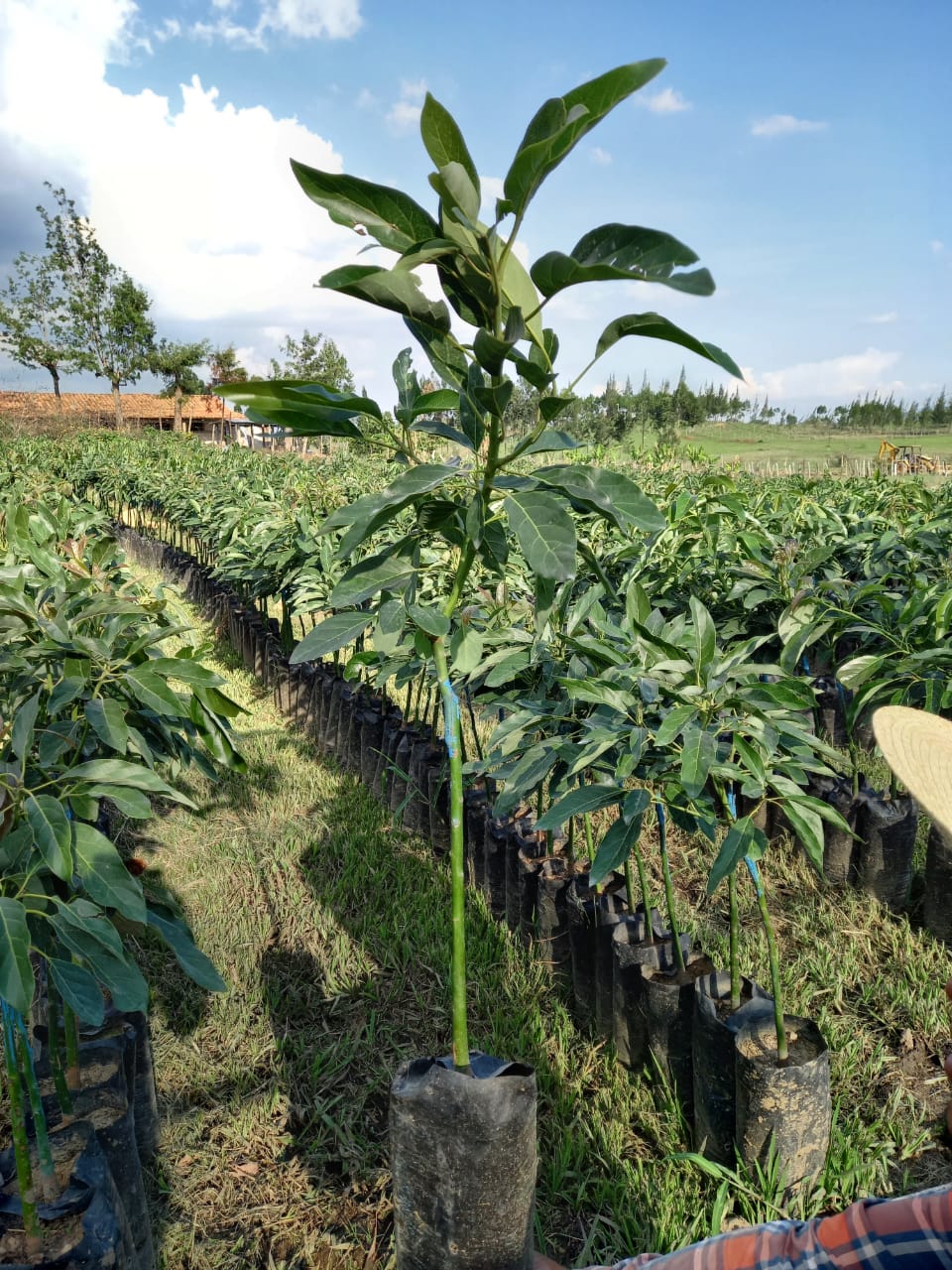 Siembra De Aguacate Hass Alcanza Cifra Récord Incorporando 5 200 Nuevas